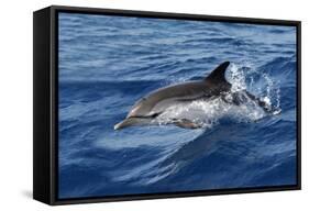 Striped Dolphin Swimming in the Strait of Gibraltar-null-Framed Stretched Canvas