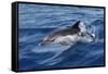 Striped Dolphin Swimming in the Strait of Gibraltar-null-Framed Stretched Canvas