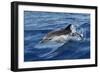 Striped Dolphin Swimming in the Strait of Gibraltar-null-Framed Photographic Print