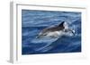 Striped Dolphin Swimming in the Strait of Gibraltar-null-Framed Photographic Print