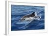 Striped Dolphin Swimming in the Strait of Gibraltar-null-Framed Photographic Print