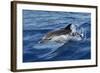 Striped Dolphin Swimming in the Strait of Gibraltar-null-Framed Photographic Print