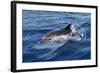 Striped Dolphin Swimming in the Strait of Gibraltar-null-Framed Photographic Print