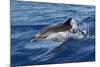 Striped Dolphin Swimming in the Strait of Gibraltar-null-Mounted Photographic Print