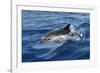 Striped Dolphin Swimming in the Strait of Gibraltar-null-Framed Photographic Print