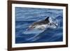 Striped Dolphin Swimming in the Strait of Gibraltar-null-Framed Photographic Print