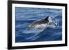 Striped Dolphin Swimming in the Strait of Gibraltar-null-Framed Photographic Print