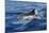 Striped Dolphin Swimming in the Strait of Gibraltar-null-Mounted Photographic Print