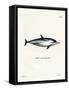Striped Dolphin-null-Framed Stretched Canvas