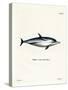 Striped Dolphin-null-Stretched Canvas