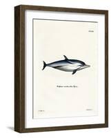 Striped Dolphin-null-Framed Giclee Print