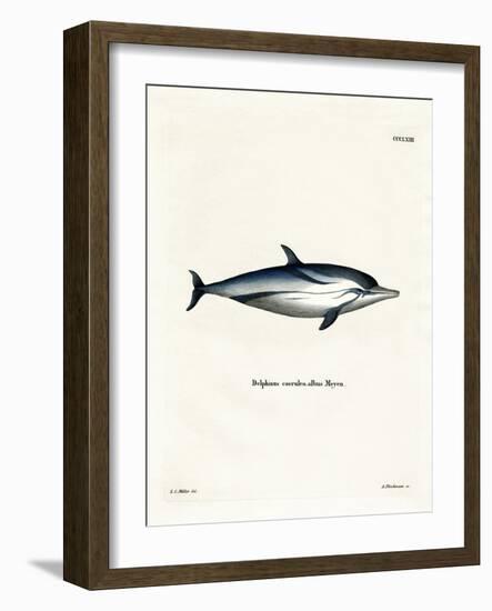 Striped Dolphin-null-Framed Giclee Print