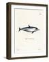 Striped Dolphin-null-Framed Giclee Print