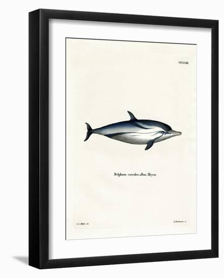 Striped Dolphin-null-Framed Giclee Print