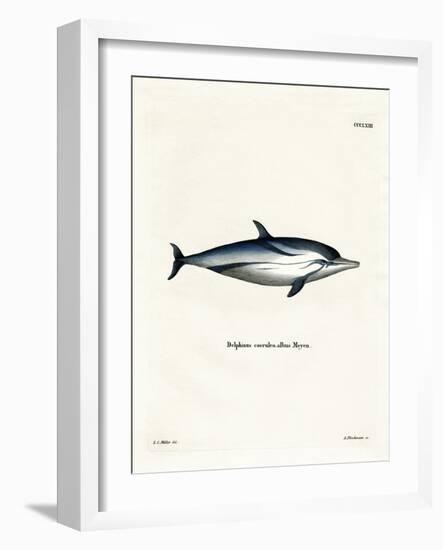 Striped Dolphin-null-Framed Giclee Print