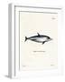 Striped Dolphin-null-Framed Giclee Print