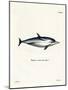 Striped Dolphin-null-Mounted Giclee Print
