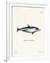 Striped Dolphin-null-Framed Giclee Print