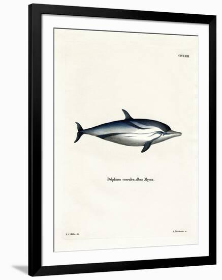 Striped Dolphin-null-Framed Giclee Print