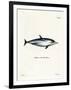 Striped Dolphin-null-Framed Giclee Print