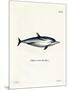 Striped Dolphin-null-Mounted Giclee Print