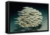 Striped Eel Catfish School (Plotosus Lineatus).-Reinhard Dirscherl-Framed Stretched Canvas