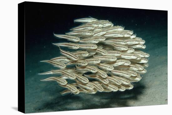 Striped Eel Catfish School (Plotosus Lineatus).-Reinhard Dirscherl-Stretched Canvas