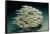 Striped Eel Catfish School (Plotosus Lineatus).-Reinhard Dirscherl-Framed Stretched Canvas