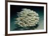 Striped Eel Catfish School (Plotosus Lineatus).-Reinhard Dirscherl-Framed Photographic Print