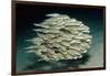 Striped Eel Catfish School (Plotosus Lineatus).-Reinhard Dirscherl-Framed Photographic Print