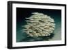 Striped Eel Catfish School (Plotosus Lineatus).-Reinhard Dirscherl-Framed Photographic Print