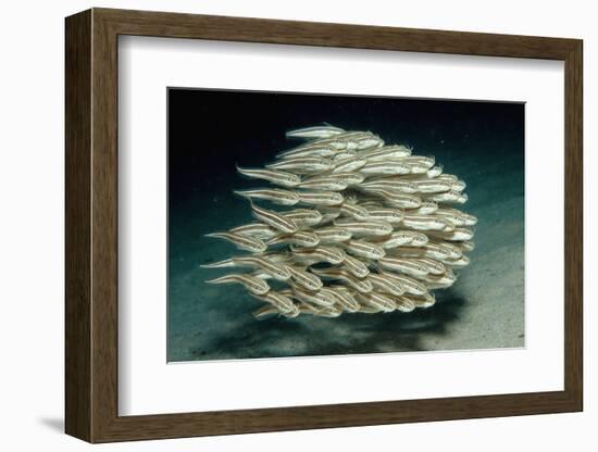 Striped Eel Catfish School (Plotosus Lineatus).-Reinhard Dirscherl-Framed Photographic Print