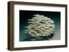 Striped Eel Catfish School (Plotosus Lineatus).-Reinhard Dirscherl-Framed Photographic Print