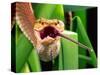 Striped Eyelash Viper-David Northcott-Stretched Canvas