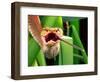 Striped Eyelash Viper-David Northcott-Framed Photographic Print