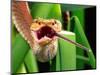 Striped Eyelash Viper-David Northcott-Mounted Photographic Print