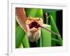 Striped Eyelash Viper-David Northcott-Framed Photographic Print