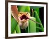 Striped Eyelash Viper-David Northcott-Framed Photographic Print