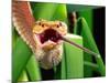 Striped Eyelash Viper-David Northcott-Mounted Photographic Print