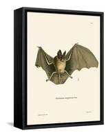 Striped Hairy-Nosed Bat-null-Framed Stretched Canvas