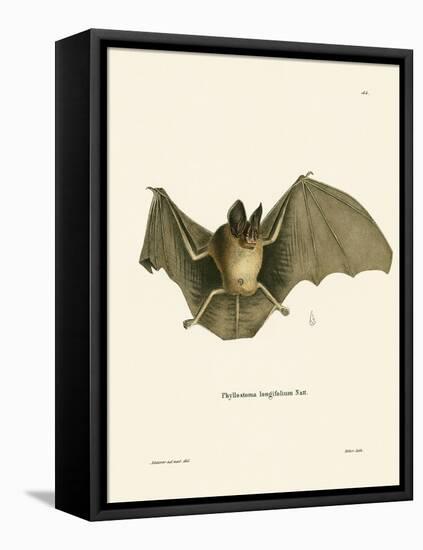 Striped Hairy-Nosed Bat-null-Framed Stretched Canvas