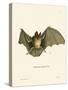Striped Hairy-Nosed Bat-null-Stretched Canvas