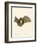 Striped Hairy-Nosed Bat-null-Framed Giclee Print