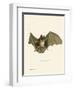 Striped Hairy-Nosed Bat-null-Framed Giclee Print