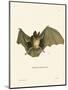 Striped Hairy-Nosed Bat-null-Mounted Giclee Print