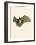 Striped Hairy-Nosed Bat-null-Framed Giclee Print
