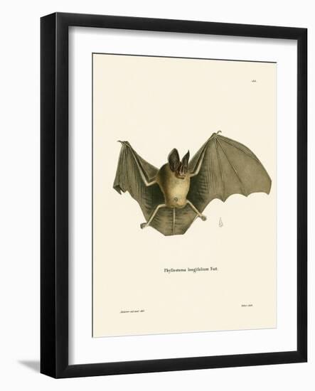 Striped Hairy-Nosed Bat-null-Framed Giclee Print