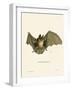 Striped Hairy-Nosed Bat-null-Framed Giclee Print