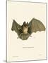 Striped Hairy-Nosed Bat-null-Mounted Giclee Print