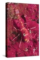 Striped Hinge-Beak Shrimp with Prey-Hal Beral-Stretched Canvas
